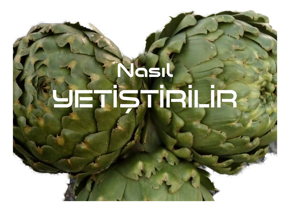 Enginar Yetiştiriciliği kategorisi için resim